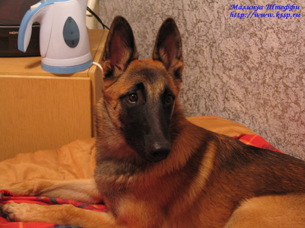 070806Shteffi02